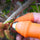 Orange Silicone Thumb Cutter – Finger Knife for Vegetable Harvesting, Fruit Picking & Gardening