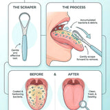 Formula Tongue Cleaner – Stainless Steel Tongue Scraper for Fresh Breath & Daily Oral Hygiene